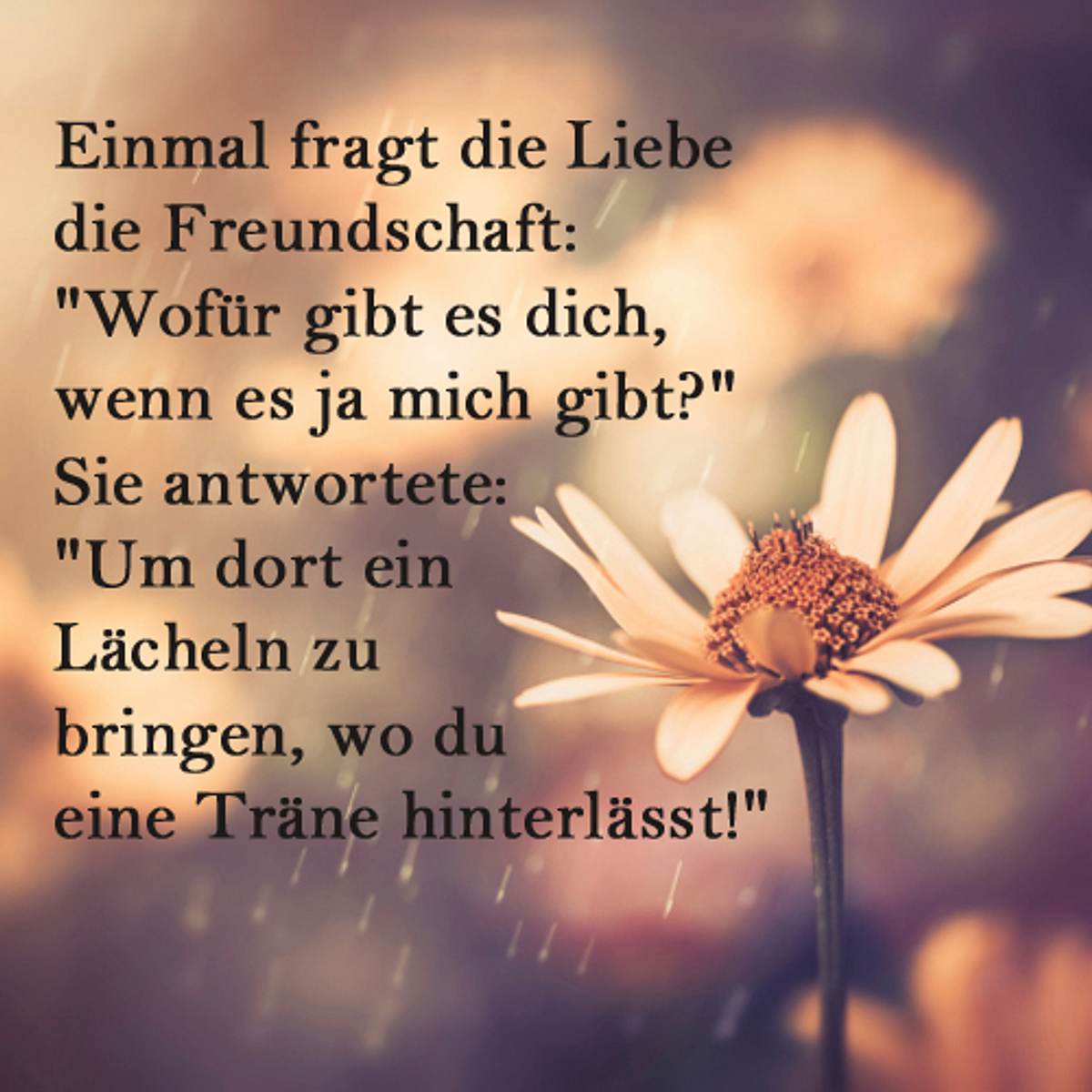 spruch des tages4