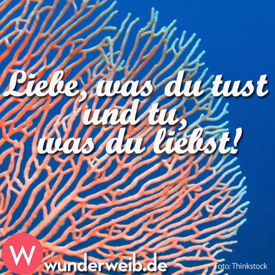 Spruch des Tages - Weisheiten für jede Gelegenheit spruch des tages4