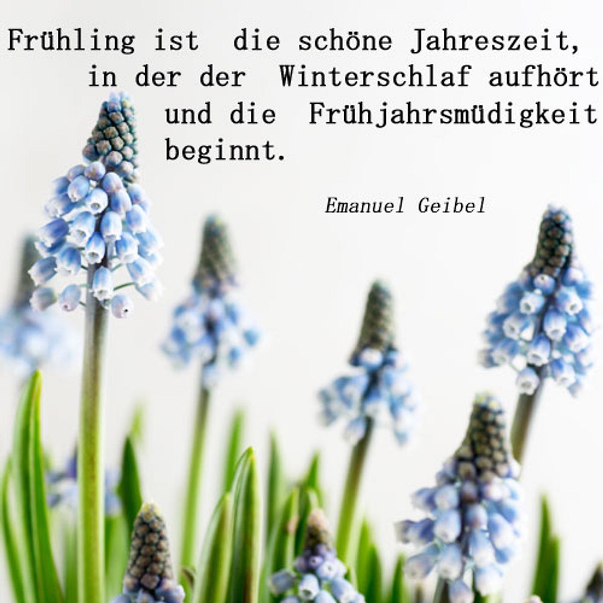 spruch des tages4