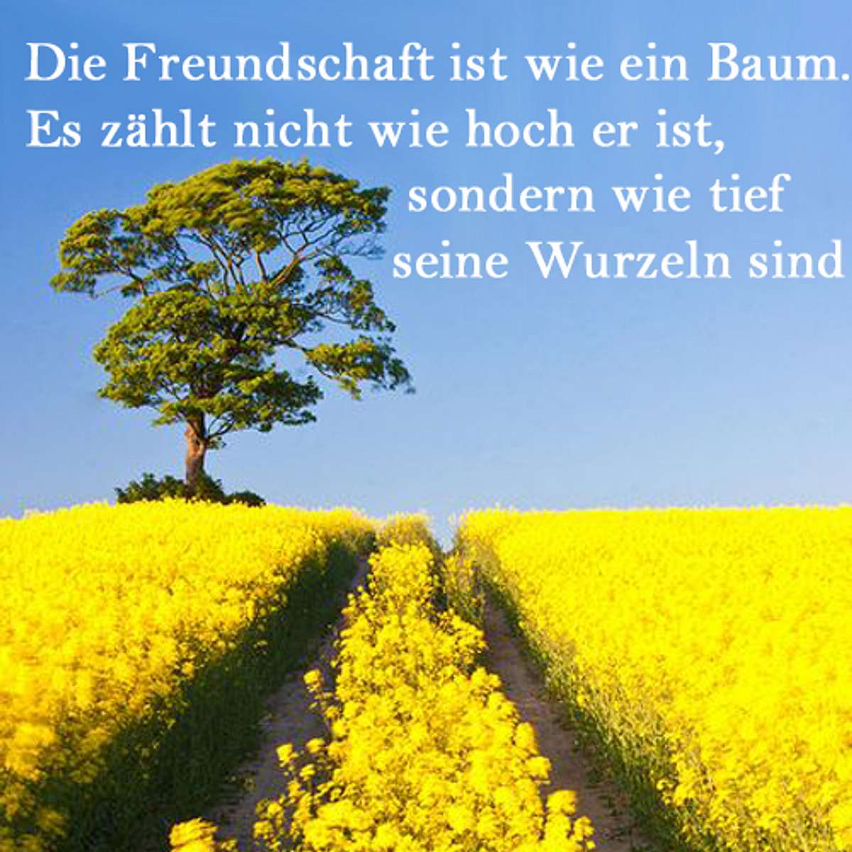 spruch des tages4