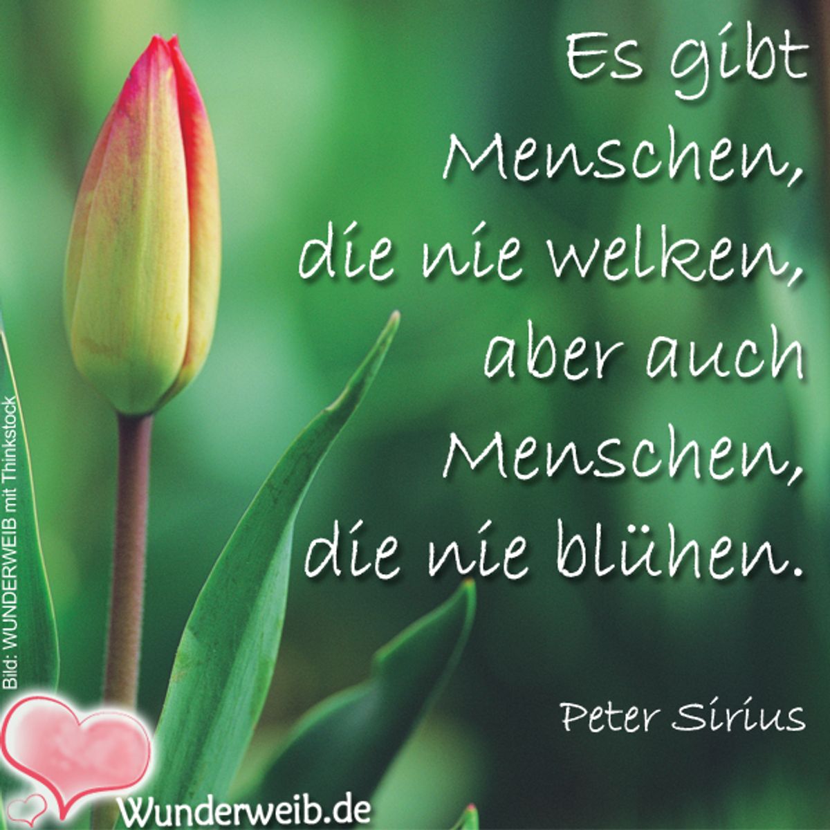 spruch des tages4