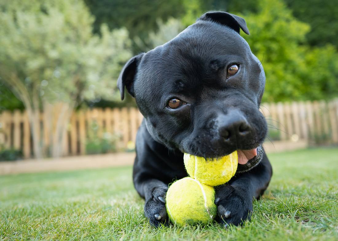 Staffordshire Bullterrier Staffordshire Bullterrier