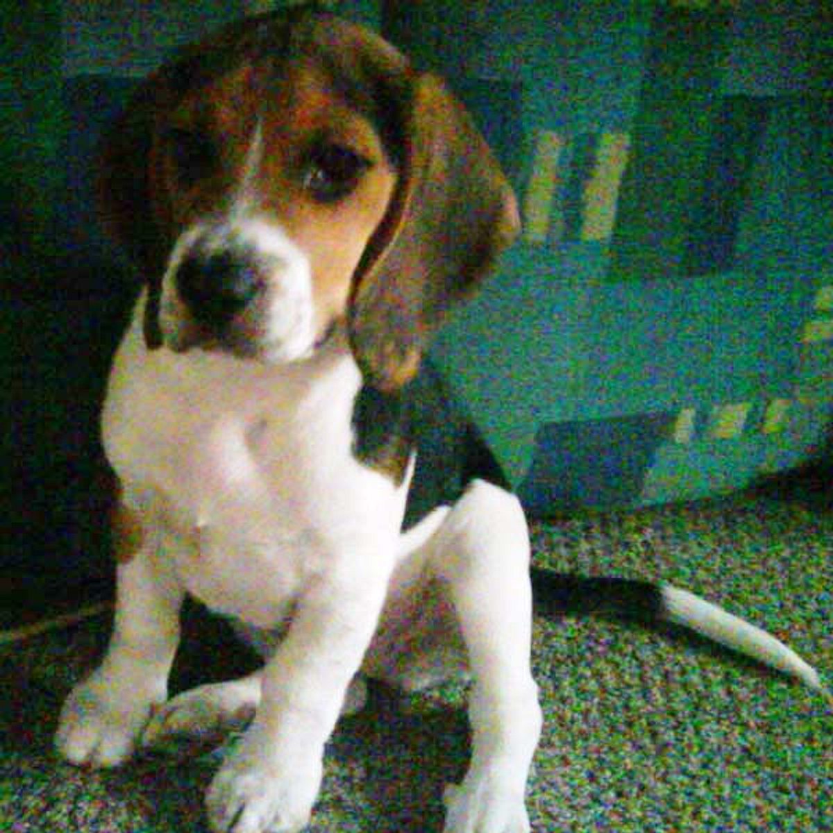 stanley beagle