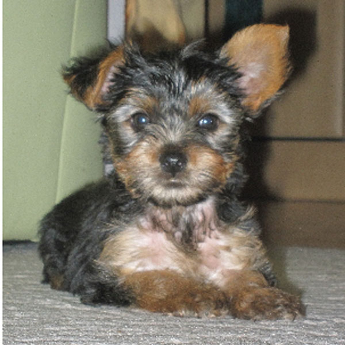 stella yorkshire terrier