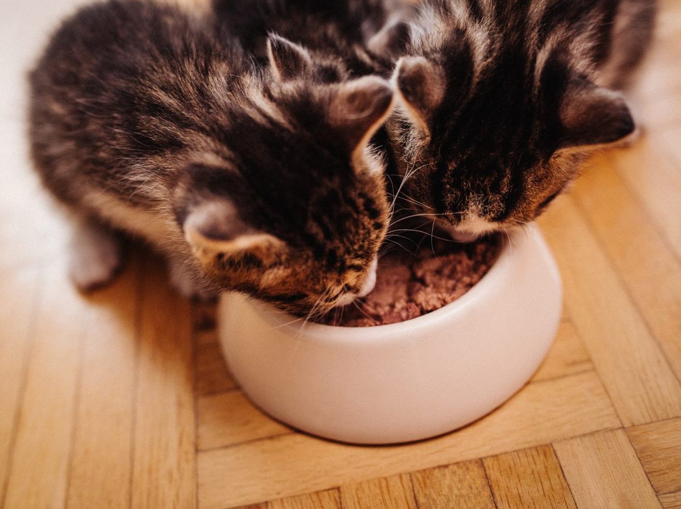 Stiftung Warentest: Katzenfutter – 5 Marken sind mangelhaft