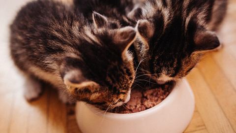 Stiftung Warentest: Katzenfutter – 5 Marken sind mangelhaft - Foto: iStock/wundervisuals