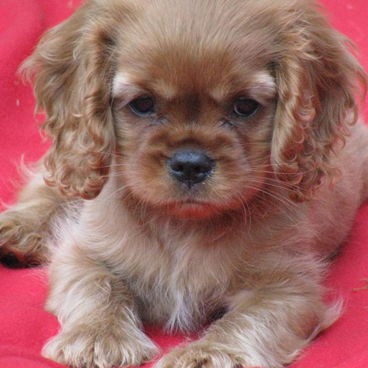 stolchi cavalier king charles spaniel