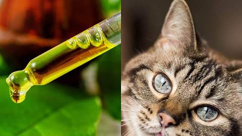 Warum Teebaumöl für Katzen giftig ist - Foto: iStock/Wunderweib