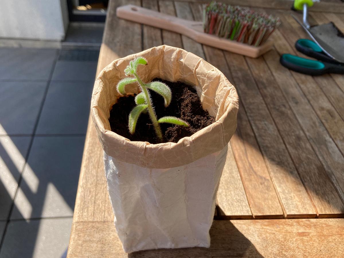 Schritt 6: Fertig ist das Basteln mit Tetrapak - ein schöner DIY-Blumentopf.