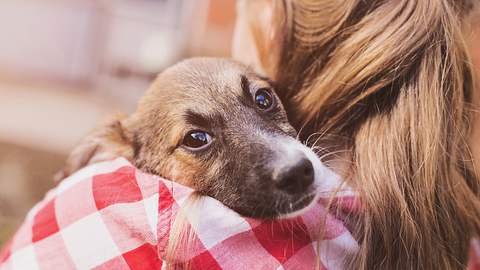 90 Prozent der Besitzer lassen ihre Tiere beim Einschläfern alleine. - Foto: iStock