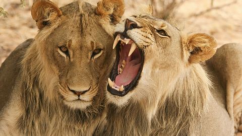 tierische sex fakten - Foto: Thinkstock