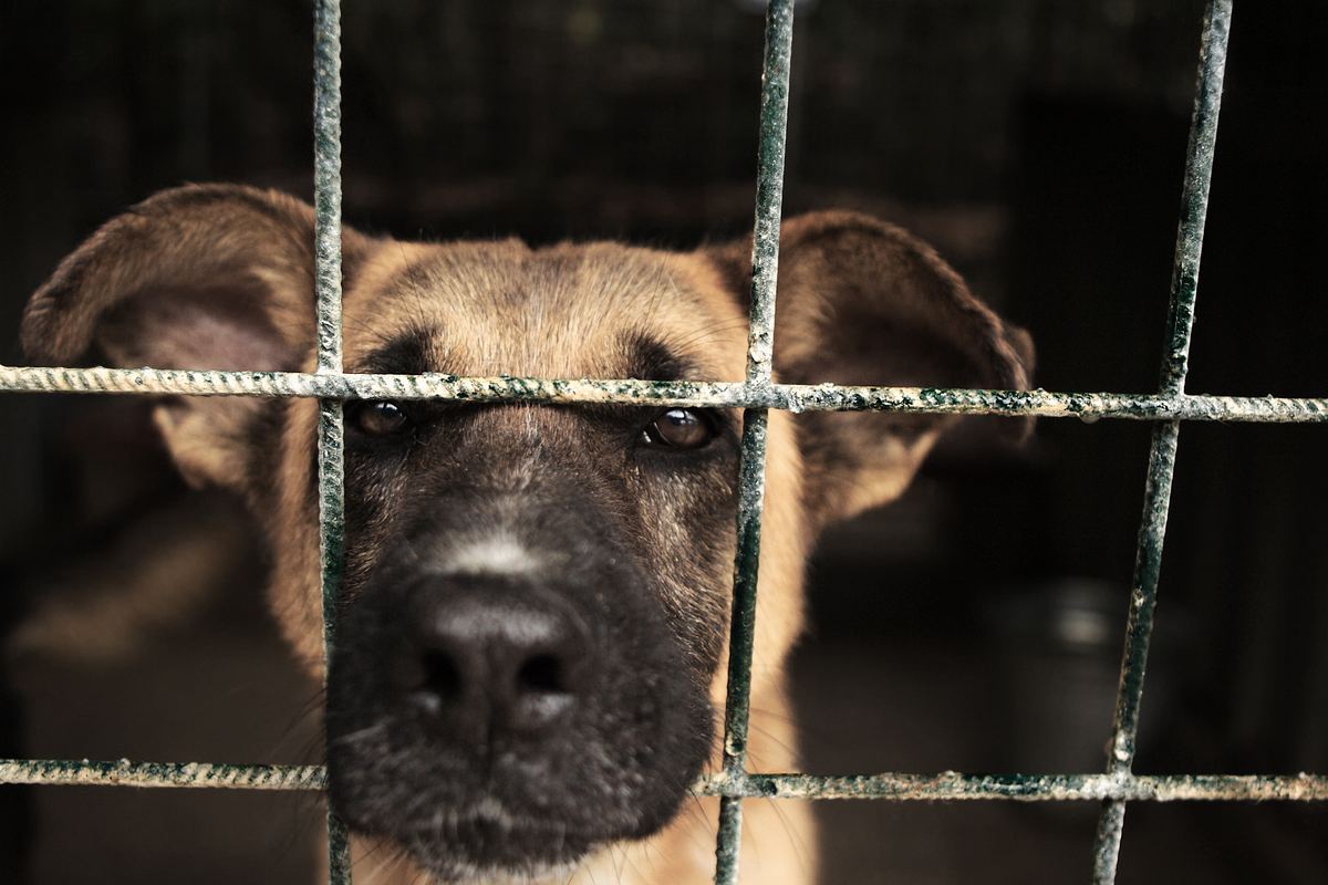 Trauriger Hund blickt bittend durch Gitterstäbe.