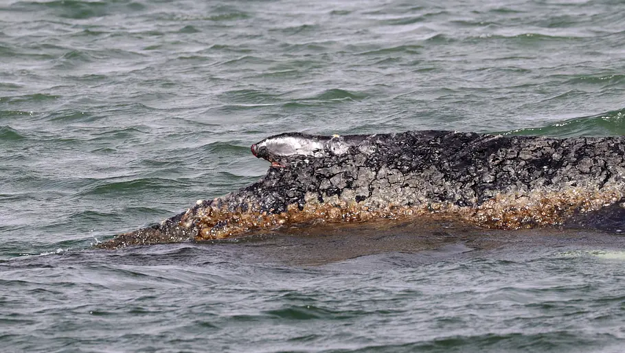 Wal Timmy. Die Rückenflosse von Wal Timmy in der Ostsee.