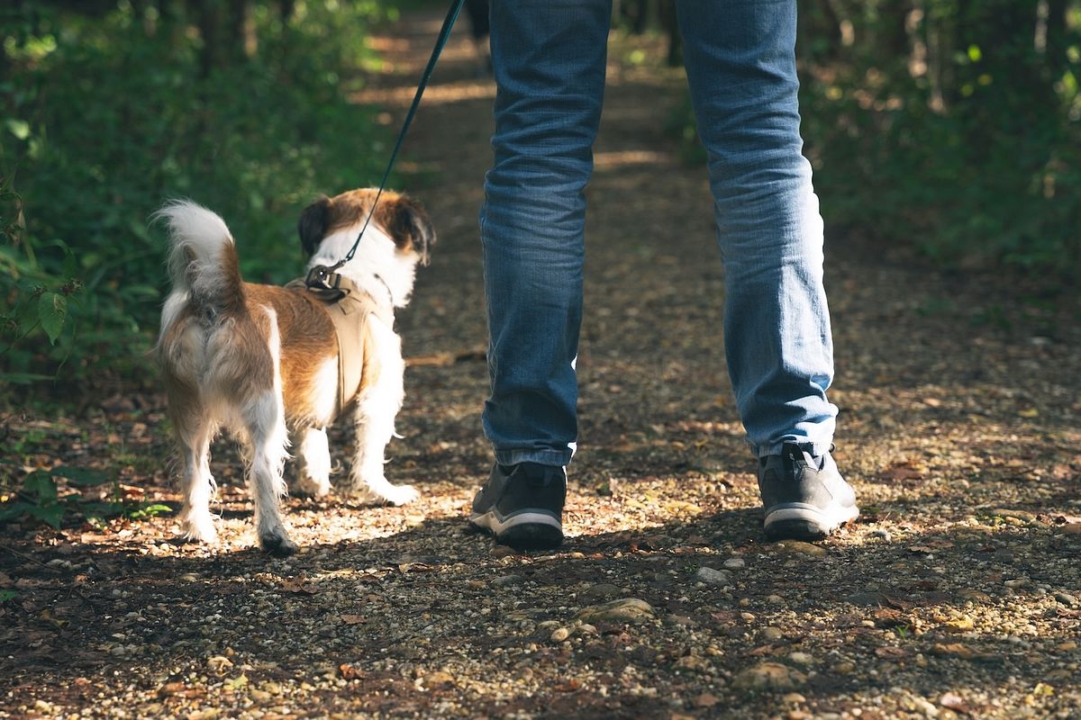 Mann geht mit Hund im Wald spazieren.