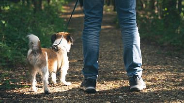 Mann geht mit Hund im Wald spazieren - Foto: Sonja Rachbauer/iStock