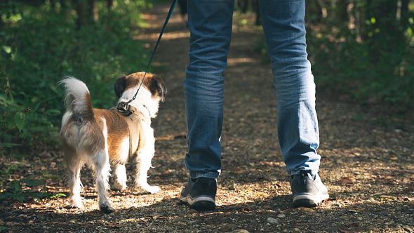Mann geht mit Hund im Wald spazieren - Foto: Sonja Rachbauer/iStock