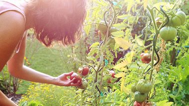 Frau, die reife Tomaten pflückt - Foto: donald_gruener/iStock