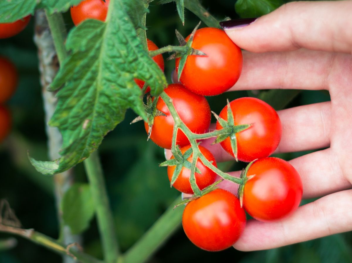 Tomaten enthalten viele Nährstoffe mit gesunder Wirkung.