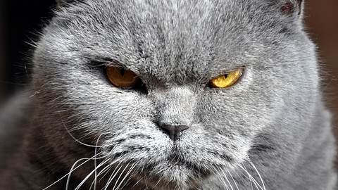 Toxoplasmose könnte Schizophrenie auslösen. - Foto: iStock/struvictory