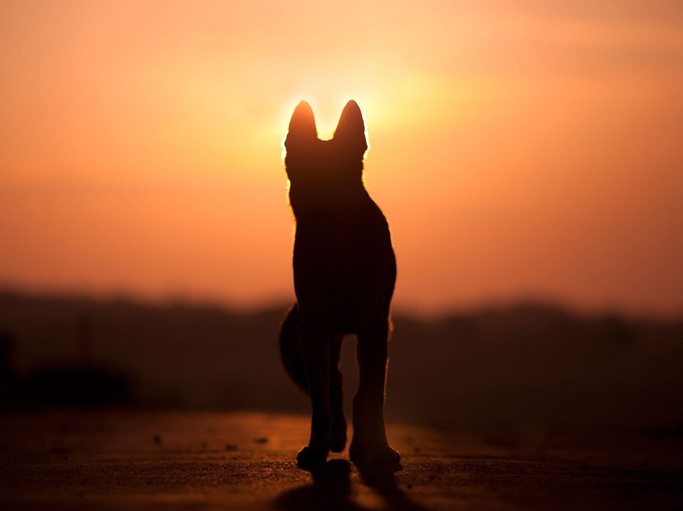 Wenn Hunde gehen: Die gefühlvollsten Trauersprüche für Hunde