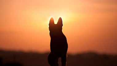 Wenn Hunde gehen: Die gefühlvollsten Trauersprüche für Hunde - Foto: anjajuli/iStock