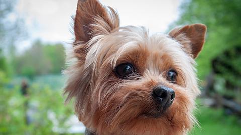 Der Yorkshire Terrier wurde von einem anderen Hund angegriffen. - Foto: sestovic/istrock