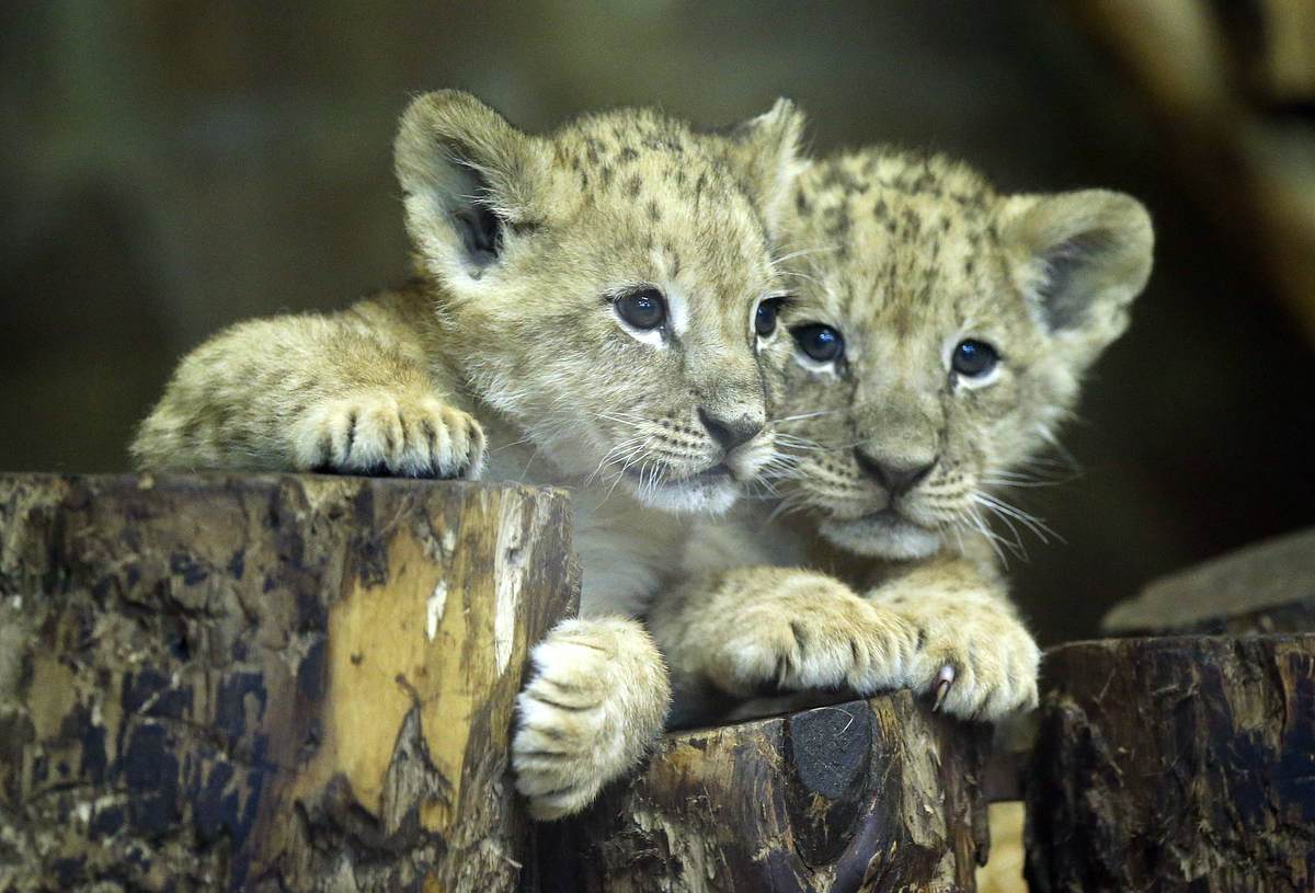 Trotz möglicher Rettung?! Kölner Zoo schläfert Löwen-Babys ein 