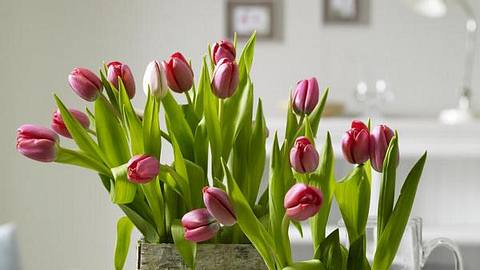 tulpen null h