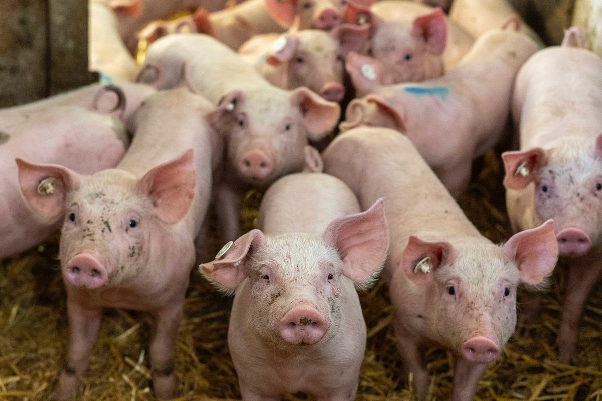 Über diese Nachricht freuen sich gerade alle Schweine!