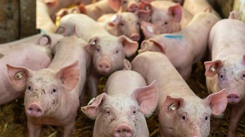 Über diese Nachricht freuen sich gerade alle Schweine! - Foto: IMAGO / ecomedia/robert fishman