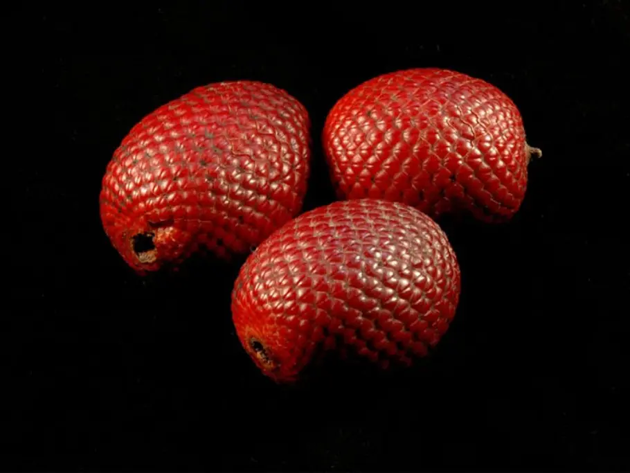 11. Die Buriti-Palme unbekannte fruechte