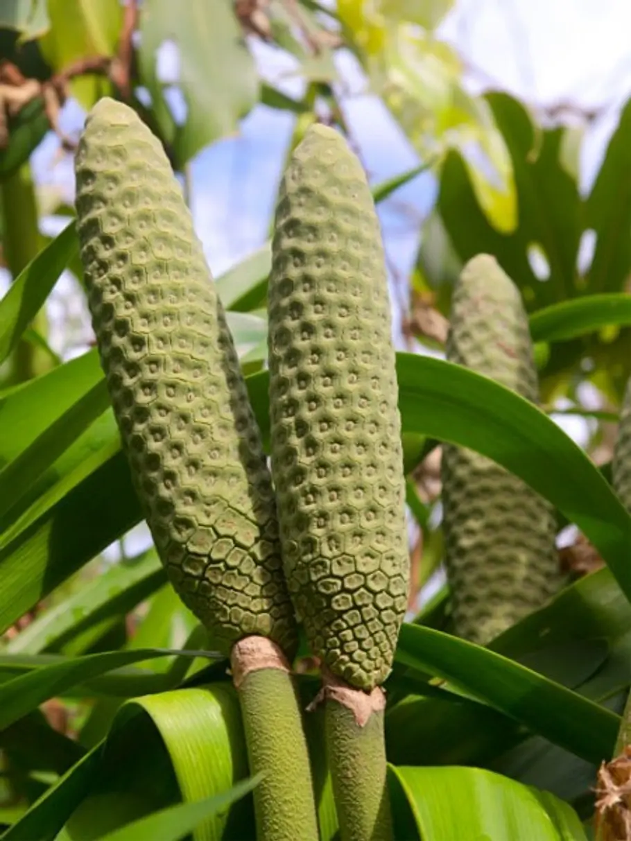 19. Die Ananasbanane unbekannte fruechte