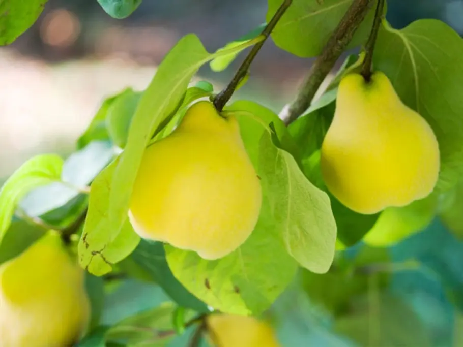 10. Quitte unbekannte fruechte