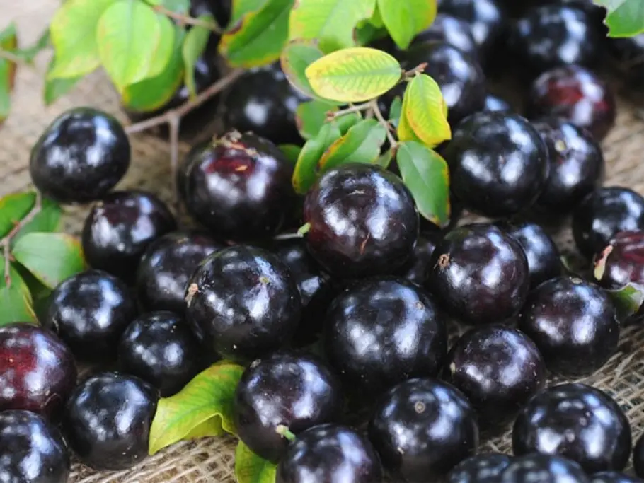 23. Jaboticaba-Frucht unbekannte fruechte