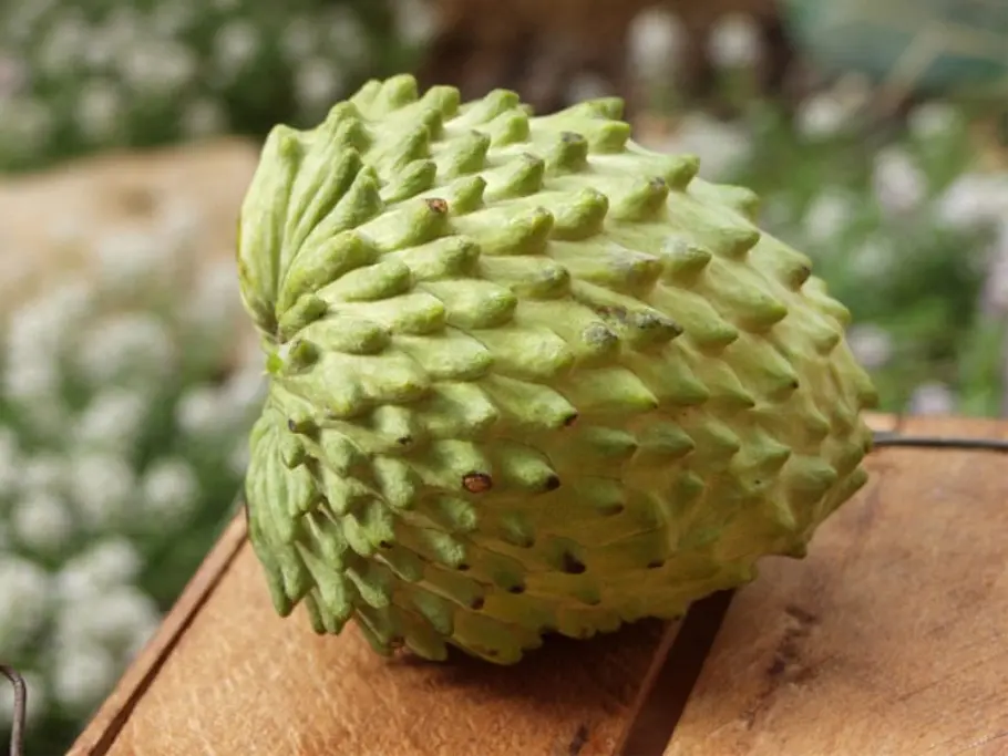 18. Cherimoya unbekannte fruechte