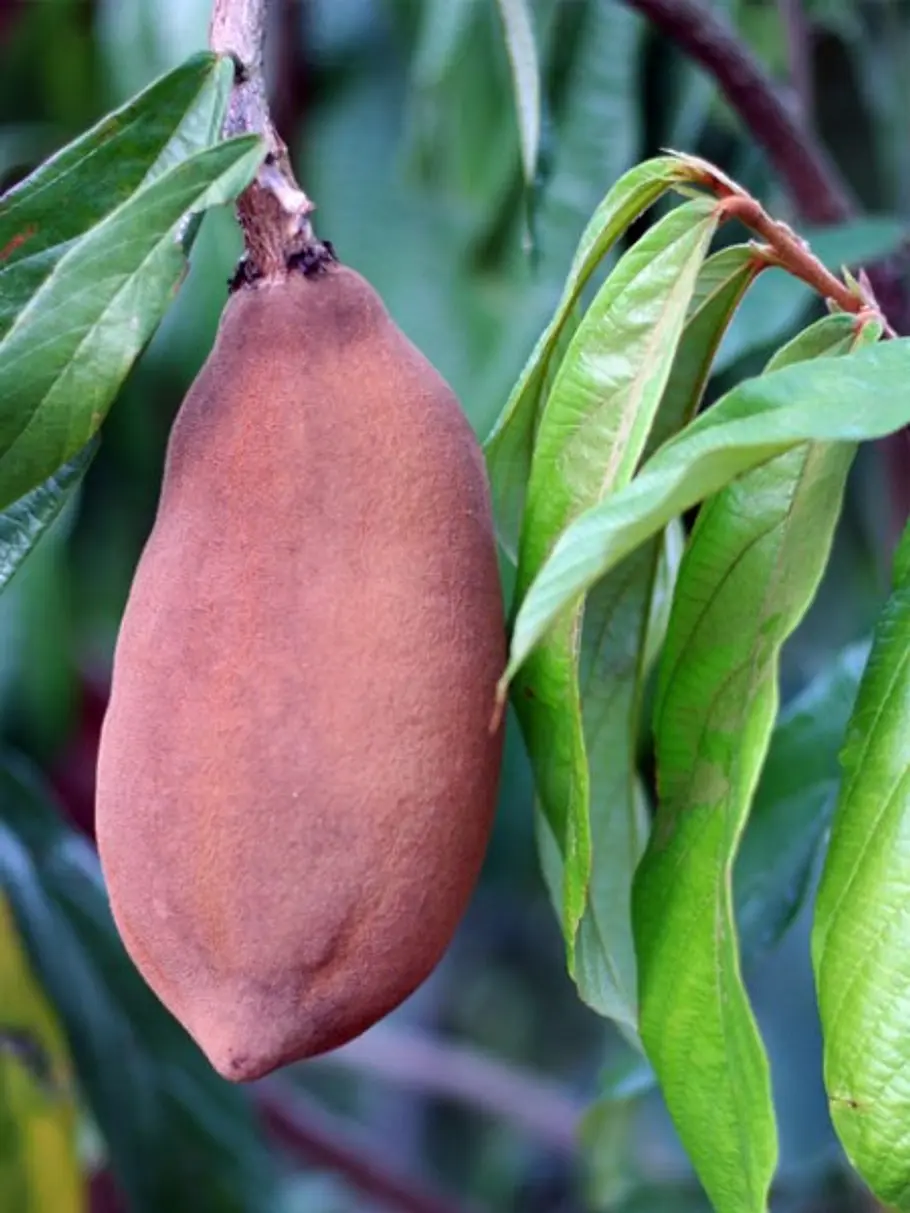 13. Cupuaçu oder Großblütiger Kakao unbekannte fruechte