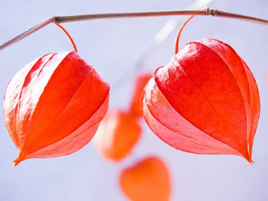 22. Physalis oder auch Kapstachelbeere unbekannte fruechte