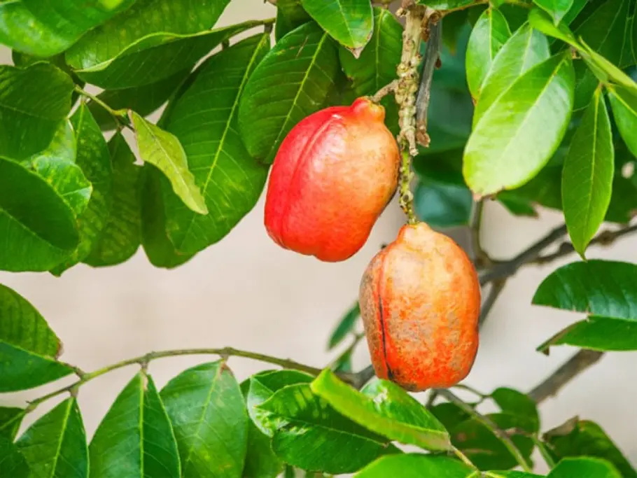 21. Die Akee-Frucht unbekannte fruechte