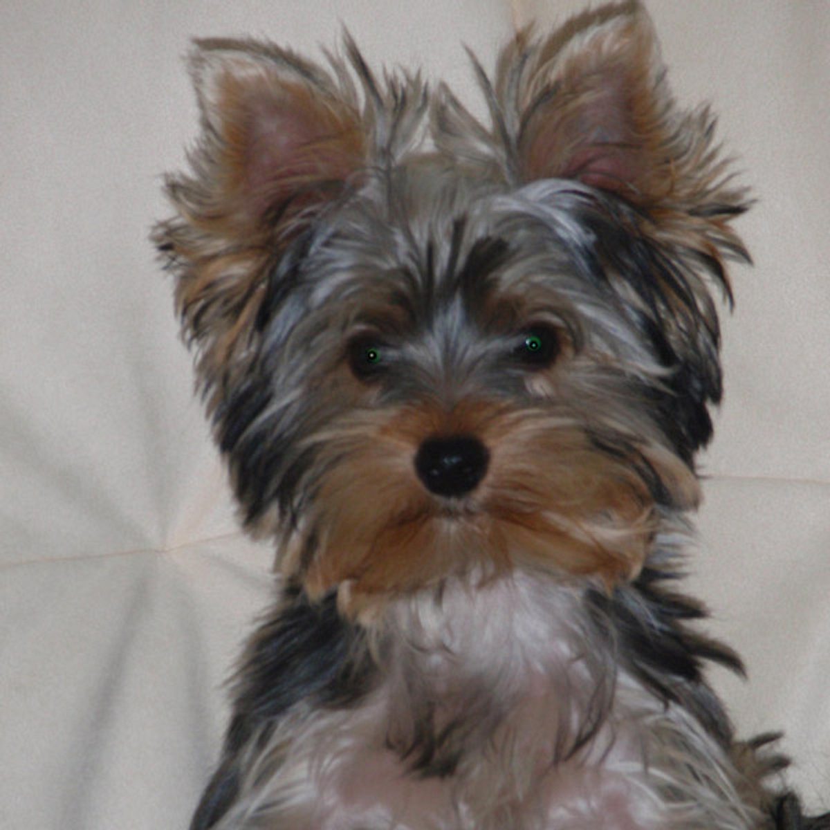 unyx yorkshire terrier