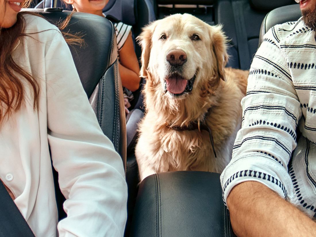 Urlaub mit Hund - Diese 3 Dinge musst du unbedingt wissen! Urlaub mit Hund - Diese 3 Dinge musst du unbedingt wissen!