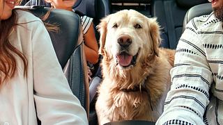 Urlaub mit Hund - Diese 3 Dinge musst du unbedingt wissen! - Foto: Valerii Apetroaiei/iStock