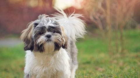 USA: Gesunder Hund eingeschläfert - aus diesem absurden Grund - Foto: iStock/Symbolbild