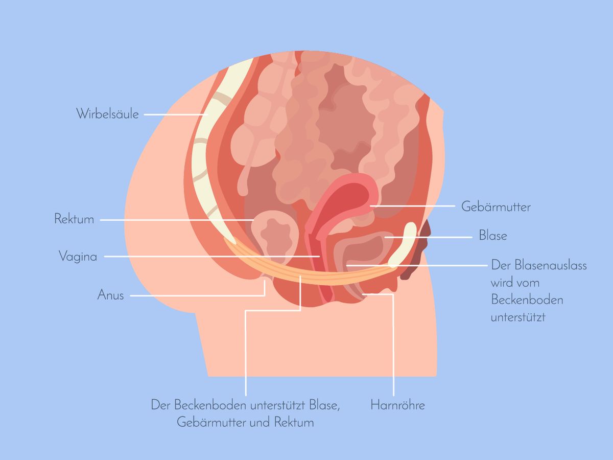 Der Beckenboden erfährt bei einer Geburt eine massive Dehnung und muss sich nach der Geburt langsam wieder regenerieren.