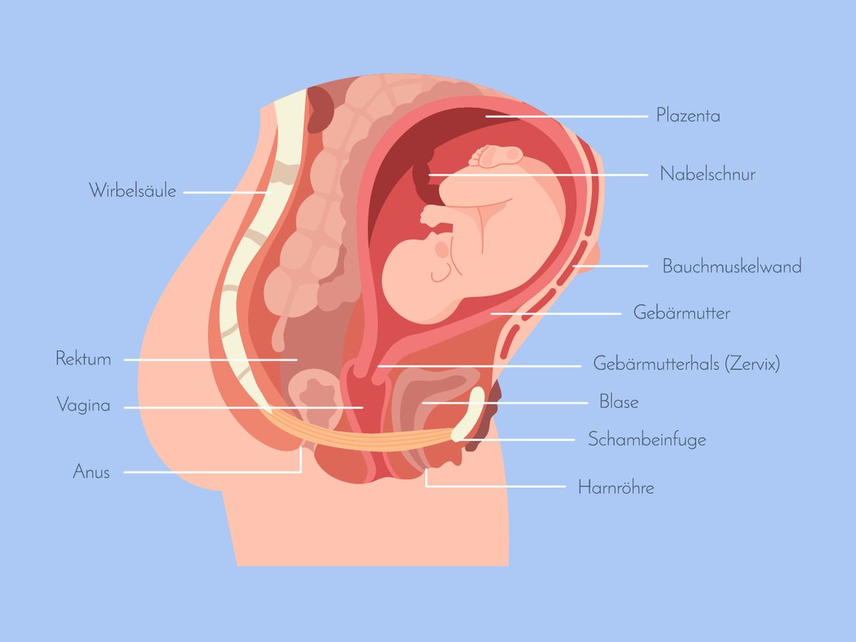 Die Vagina muss sich für eine Geburt enorm ausdehnen und viele Frauen haben die Sorge, dass das bleibende Veränderungen bewirkt, dass ihre Vagina durch den Geburtsvorgang „ausleiern“ könnte.