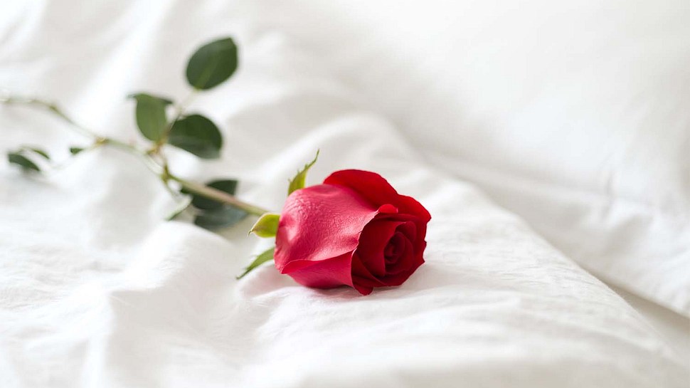 Valentinstag Rose auf dem Bett - Foto: Getty Images/baona