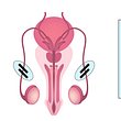 Was ist eigentlich eine Vasektomie? Wir verraten alles über die Sterilisation des Mannes, was du wissen musst. - Foto: iStock