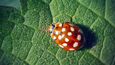 Es gibt ca. 80 heimische Marienkäfer-Arten in Deutschland. - Foto: FrankRamspott/iStock