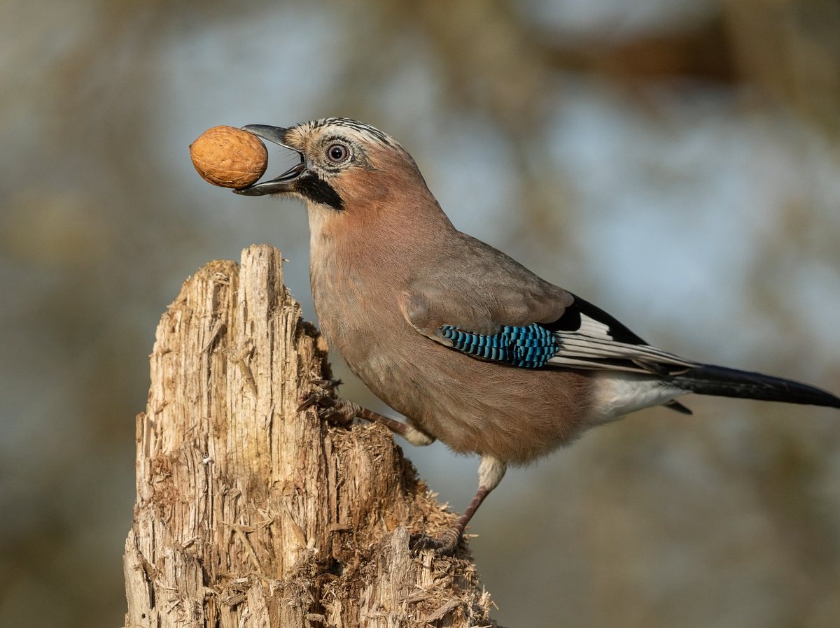 Vögel füttern: Für den Eichelhäher darf es auch mal eine Nuss sein