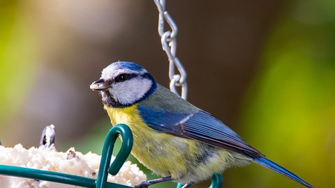 Vögel füttern: Blaumeisen kannst du oft an Futterstellen beobachten - Foto: manfredxy/iStock