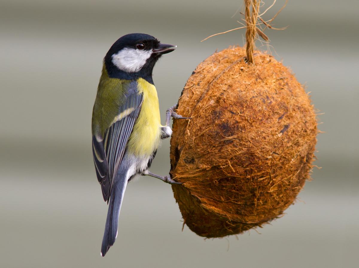 Vogelfutter ist ganz leicht selber zu machen.